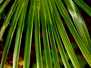 10 WAGNER WINDMILL PALM Dwarf Chusa Trachycarpus Fortunei Wagnerianus Tree Houseplant Seeds